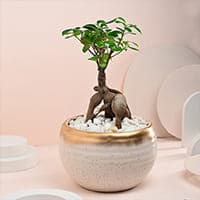 Bonsai Plants