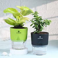 Self Watering Plants
