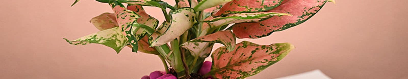 Botanical Whispers Of Pink Serenity