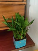 The Lucky Bday Plant