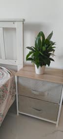 The Hybrid Peace Lilly Plant