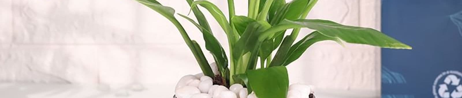 Graceful Peace Lily In Self Watering Planter
