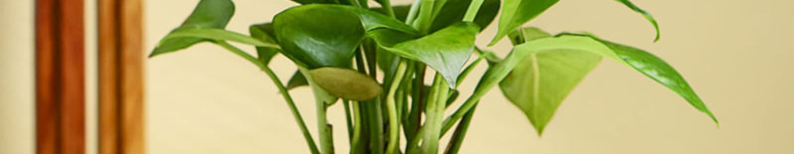 Money Plant In Blue Mist Terracotta Pot