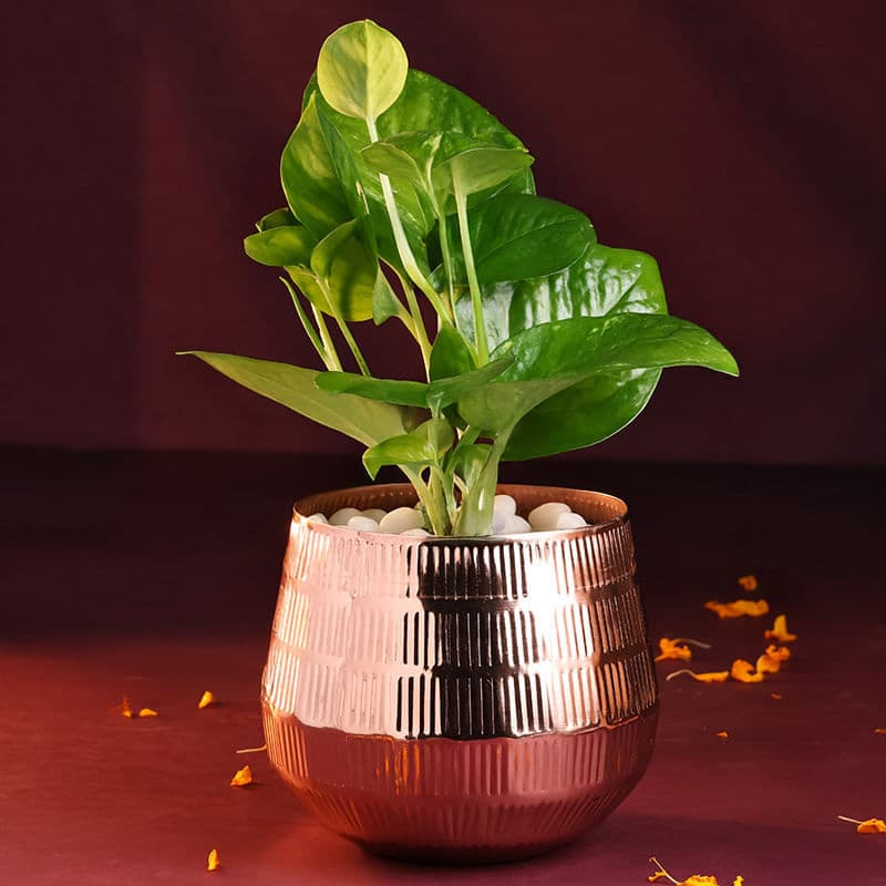 Money Plant In Rose Gold Pot