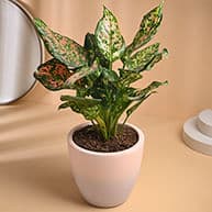Buy Plants Online