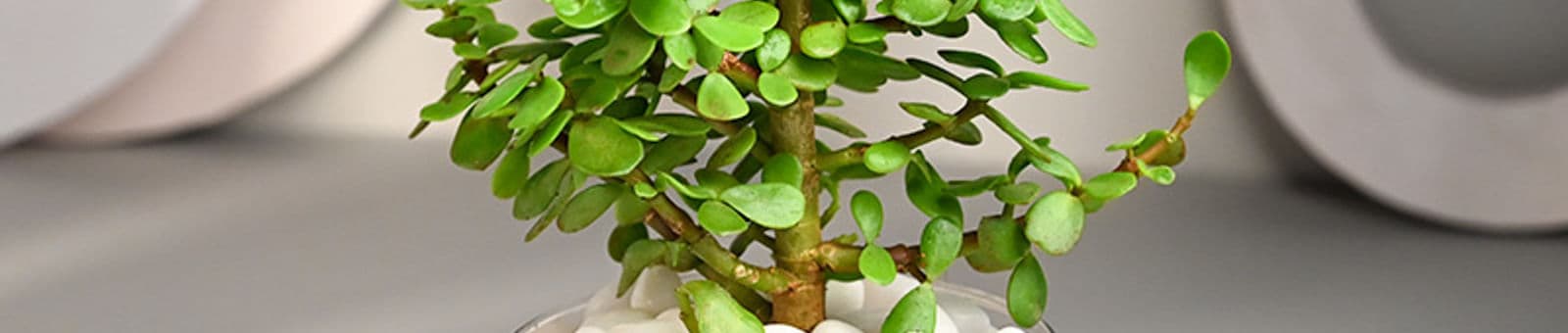 Jade Plant Gifts for Women's Day