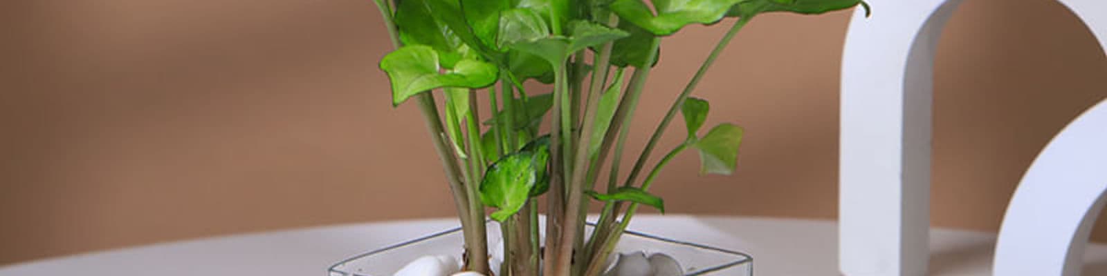 Syngonium Plant In Glass Square Pot